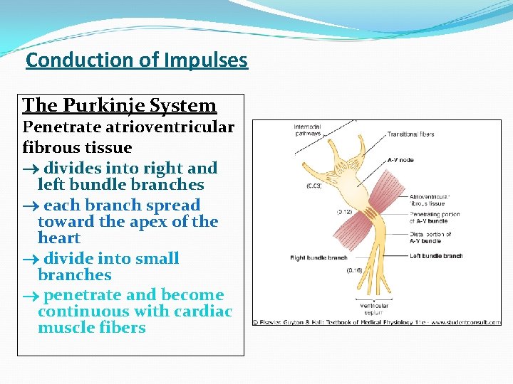 Conduction of Impulses The Purkinje System Penetrate atrioventricular fibrous tissue divides into right and