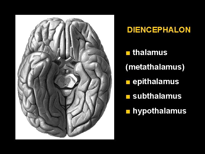 DIENCEPHALON ■ thalamus (metathalamus) ■ epithalamus ■ subthalamus ■ hypothalamus 