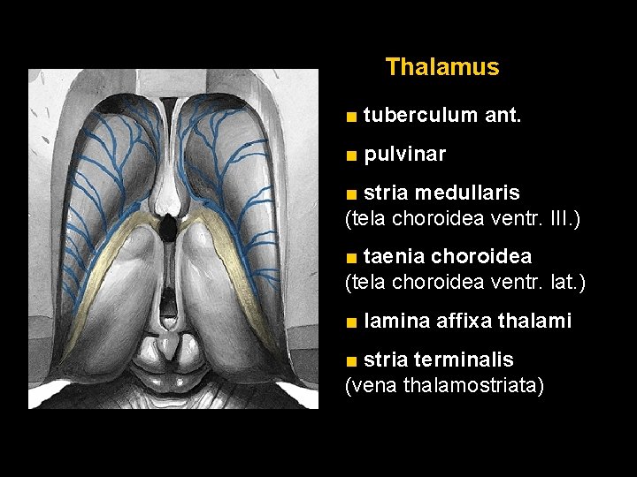 Thalamus ■ tuberculum ant. ■ pulvinar ■ stria medullaris (tela choroidea ventr. III. )