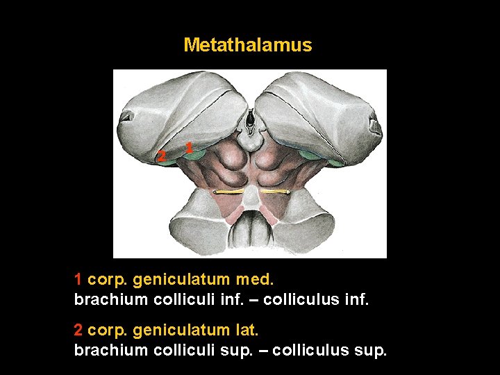 Metathalamus 2 1 1 corp. geniculatum med. brachium colliculi inf. – colliculus inf. 2