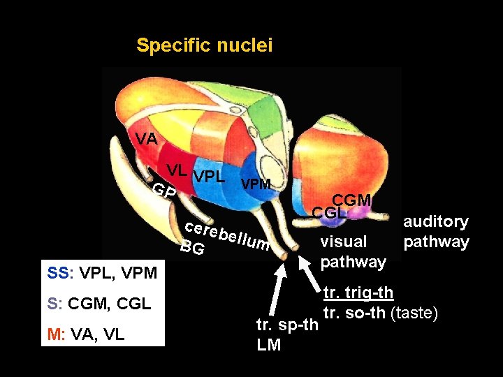 Specific nuclei VA VL VPM GP cereb ellum BG SS: VPL, VPM CGL visual