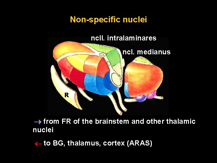 Non-specific nuclei ncll. intralaminares ncl. medianus R from FR of the brainstem and other