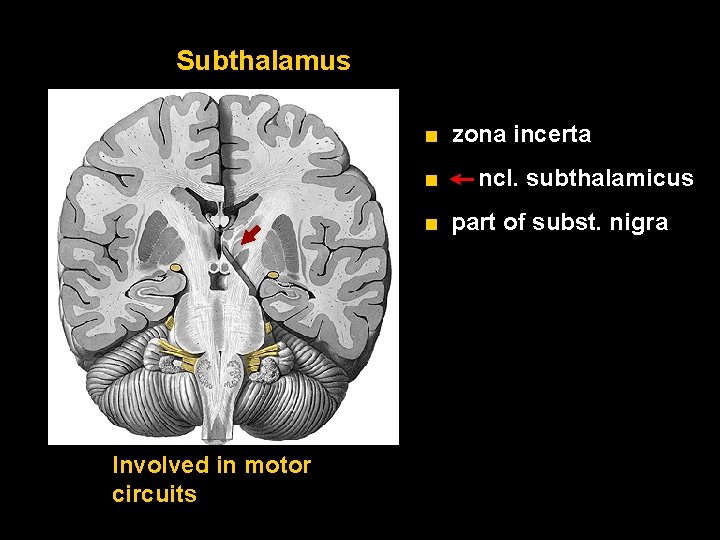 Subthalamus ■ zona incerta ■ ncl. subthalamicus ■ part of subst. nigra Involved in