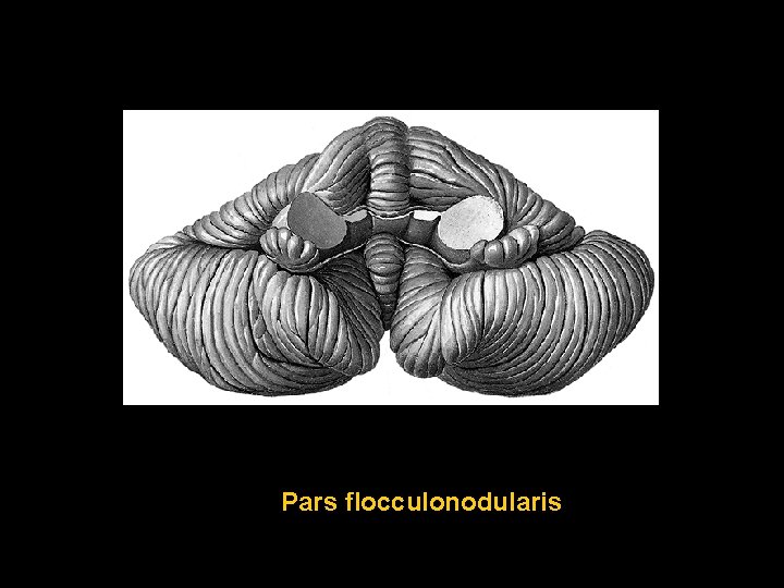 Pars flocculonodularis 