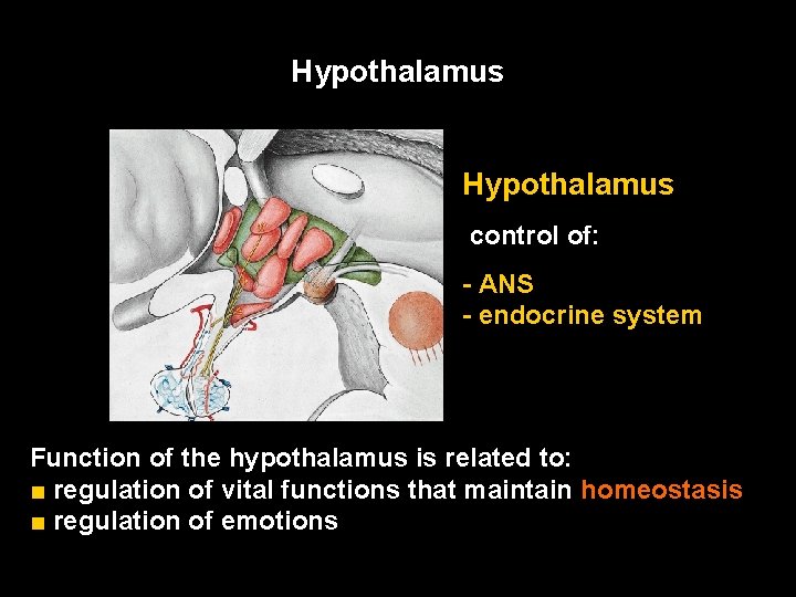 Hypothalamus control of: - ANS - endocrine system Function of the hypothalamus is related