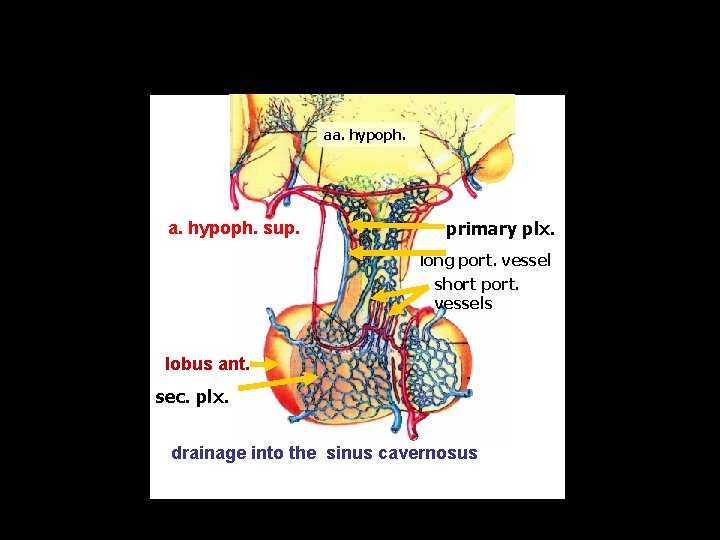 aa. hypoph. sup. primary plx. long port. vessel short port. vessels lobus ant. sec.