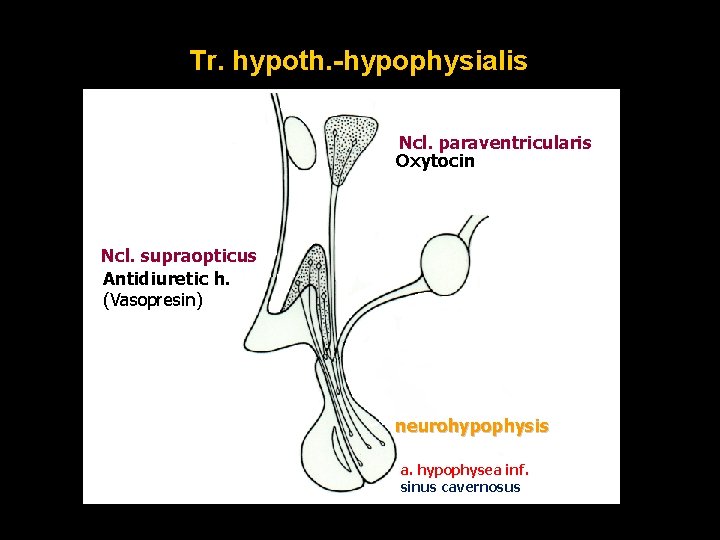 Tr. hypoth. -hypophysialis Ncl. paraventricularis Oxytocin Ncl. supraopticus Antidiuretic h. (Vasopresin) neurohypophysis a. hypophysea