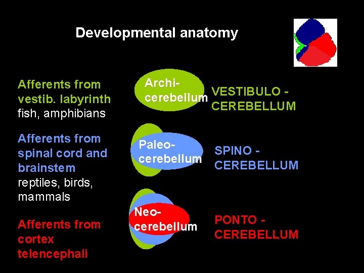 Developmental anatomy Afferents from vestib. labyrinth fish, amphibians Archicerebellum VESTIBULO CEREBELLUM Afferents from spinal