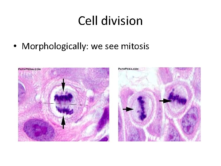 Cell division • Morphologically: we see mitosis 