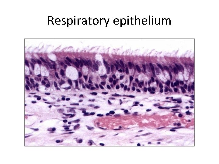 Respiratory epithelium 