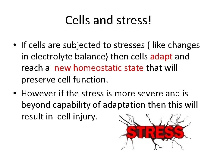 Cells and stress! • If cells are subjected to stresses ( like changes in