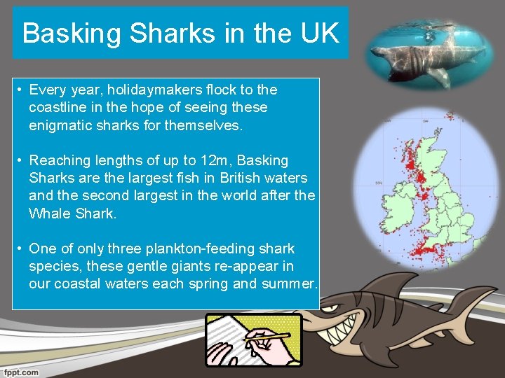 Basking Sharks in the UK • Every year, holidaymakers flock to the coastline in