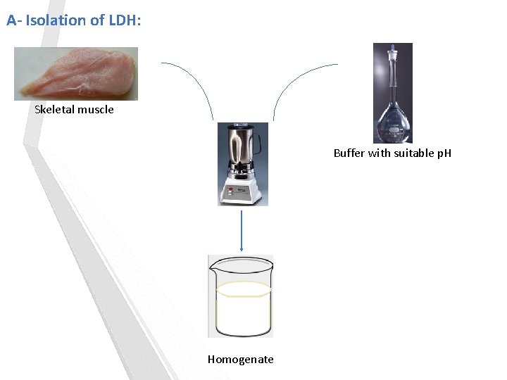 A- Isolation of LDH: Skeletal muscle Buffer with suitable p. H Homogenate 