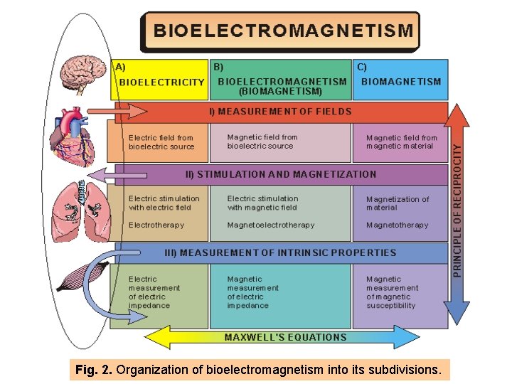 Fig. 2. Organization of bioelectromagnetism into its subdivisions. 