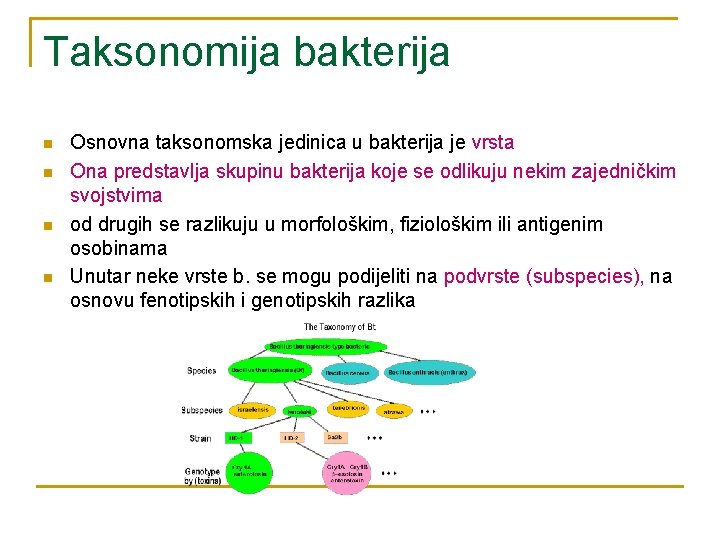 Taksonomija bakterija n n Osnovna taksonomska jedinica u bakterija je vrsta Ona predstavlja skupinu