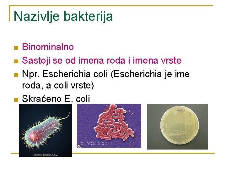 Nazivlje bakterija n n Binominalno Sastoji se od imena roda i imena vrste Npr.