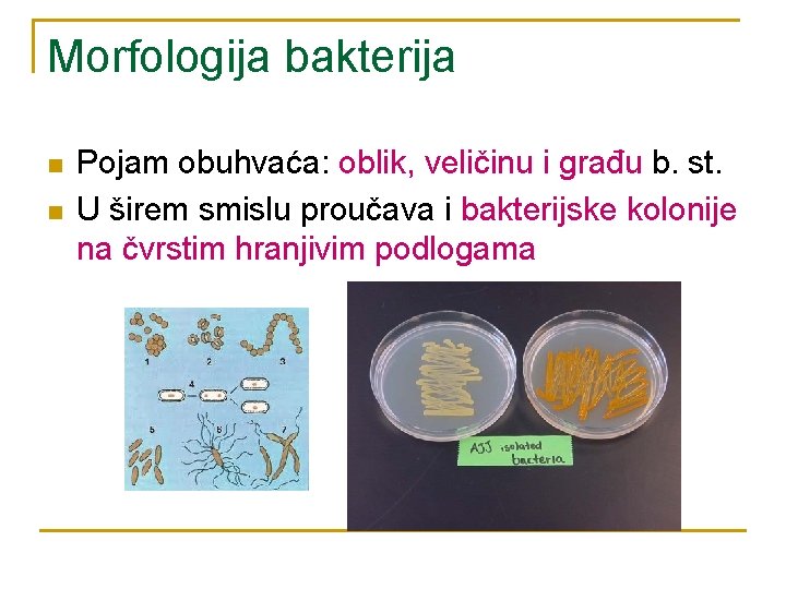 Morfologija bakterija n n Pojam obuhvaća: oblik, veličinu i građu b. st. U širem