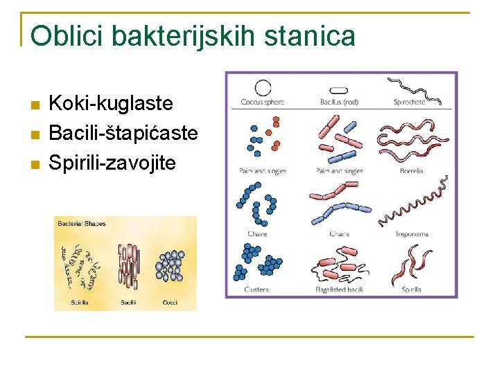 Oblici bakterijskih stanica n n n Koki-kuglaste Bacili-štapićaste Spirili-zavojite 