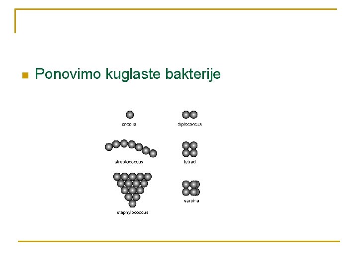 n Ponovimo kuglaste bakterije 