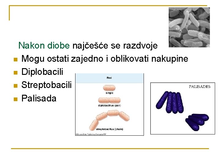 Nakon diobe najčešće se razdvoje n Mogu ostati zajedno i oblikovati nakupine n Diplobacili