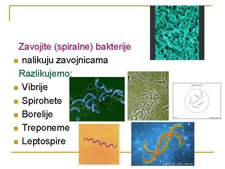 Zavojite (spiralne) bakterije n nalikuju zavojnicama Razlikujemo: n Vibrije n Spirohete n Borelije n