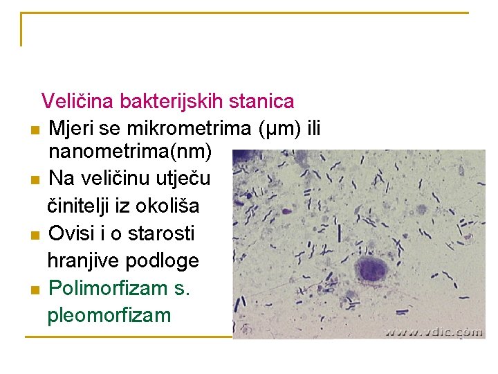 Veličina bakterijskih stanica n Mjeri se mikrometrima (µm) ili nanometrima(nm) n Na veličinu utječu