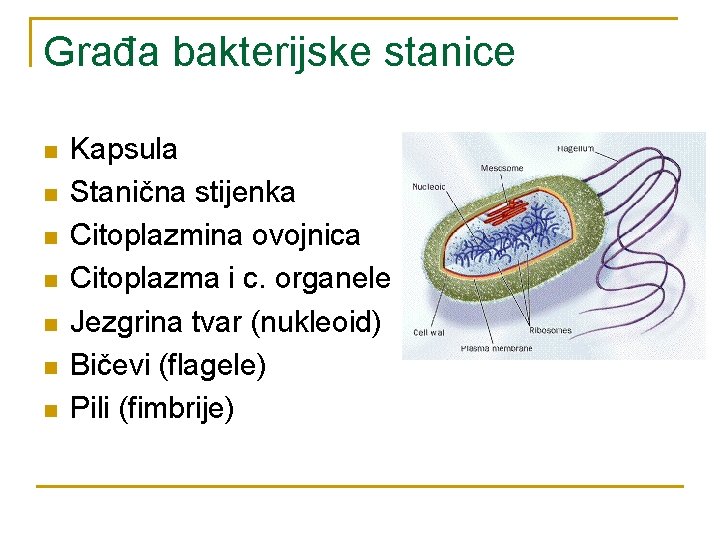 Građa bakterijske stanice n n n n Kapsula Stanična stijenka Citoplazmina ovojnica Citoplazma i