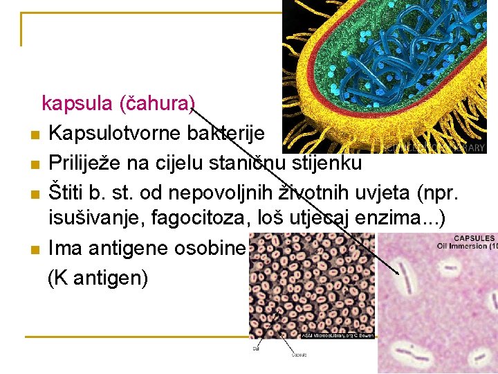 kapsula (čahura) n Kapsulotvorne bakterije n Priliježe na cijelu staničnu stijenku n Štiti b.