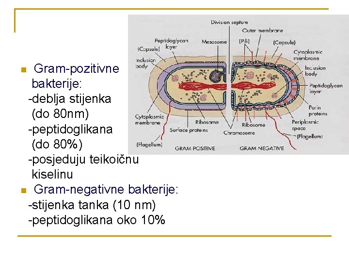 Gram-pozitivne bakterije: -deblja stijenka (do 80 nm) -peptidoglikana (do 80%) -posjeduju teikoičnu kiselinu n