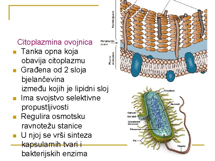 Citoplazmina ovojnica n Tanka opna koja obavija citoplazmu n Građena od 2 sloja bjelančevina