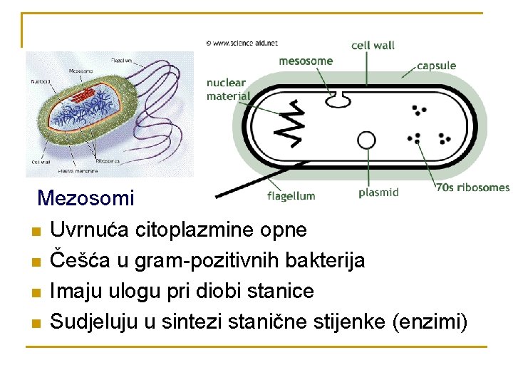 Mezosomi n Uvrnuća citoplazmine opne n Češća u gram-pozitivnih bakterija n Imaju ulogu pri