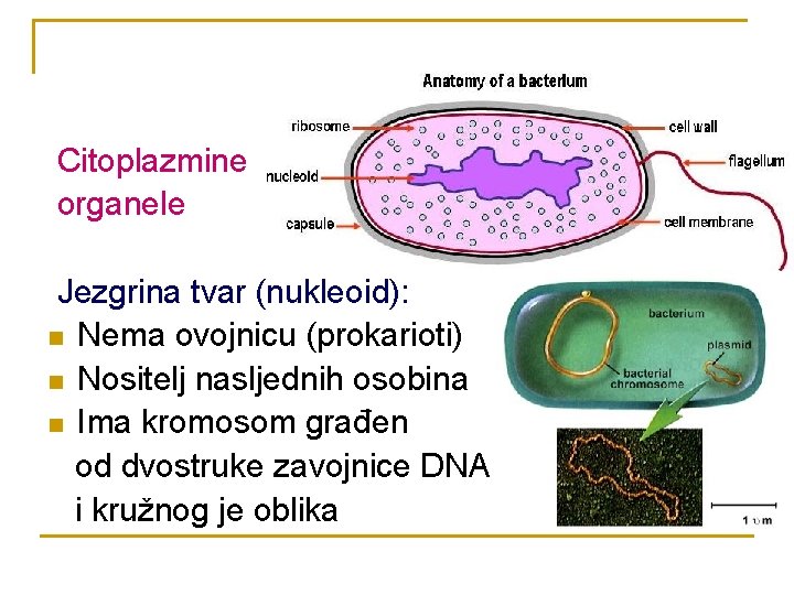 Citoplazmine organele Jezgrina tvar (nukleoid): n Nema ovojnicu (prokarioti) n Nositelj nasljednih osobina n