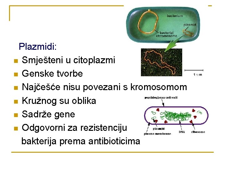 Plazmidi: n Smješteni u citoplazmi n Genske tvorbe n Najčešće nisu povezani s kromosomom