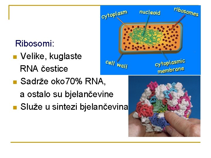 Ribosomi: n Velike, kuglaste RNA čestice n Sadrže oko 70% RNA, a ostalo su