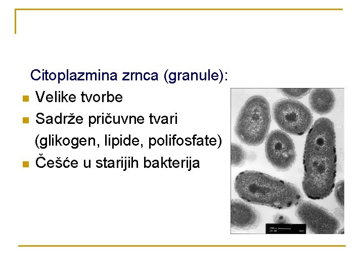 Citoplazmina zrnca (granule): n Velike tvorbe n Sadrže pričuvne tvari (glikogen, lipide, polifosfate) n