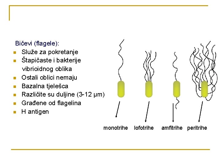 Bičevi (flagele): n Služe za pokretanje n Štapičaste i bakterije vibrioidnog oblika n Ostali