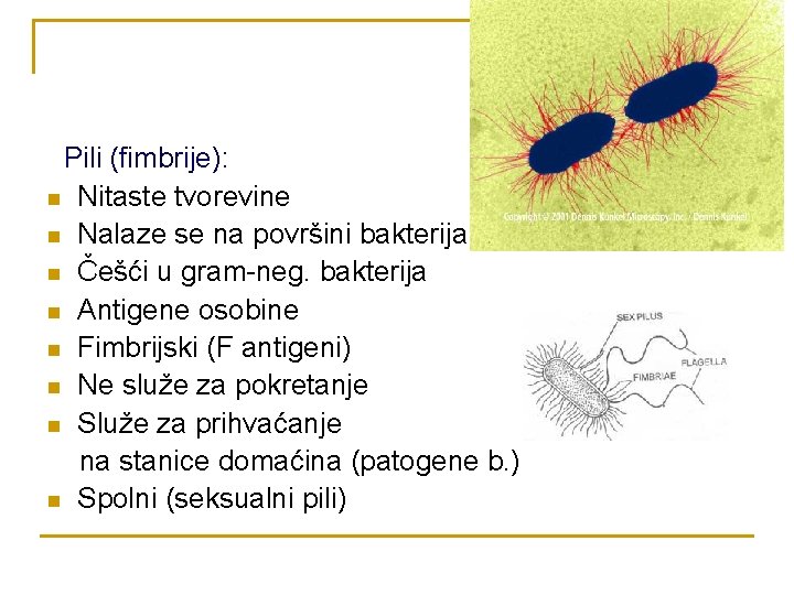 Pili (fimbrije): n Nitaste tvorevine n Nalaze se na površini bakterija n Češći u