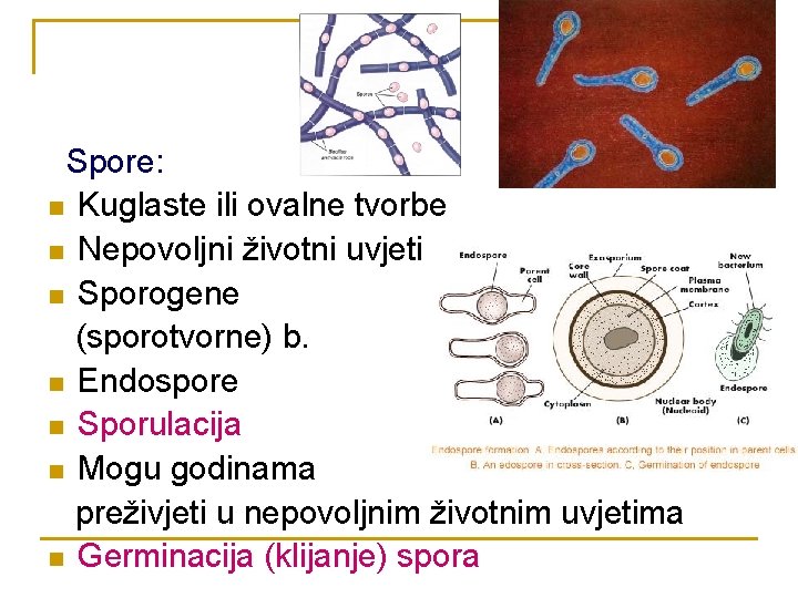 Spore: n Kuglaste ili ovalne tvorbe n Nepovoljni životni uvjeti n Sporogene (sporotvorne) b.