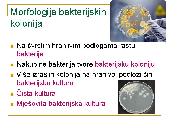 Morfologija bakterijskih kolonija n n n Na čvrstim hranjivim podlogama rastu bakterije Nakupine bakterija