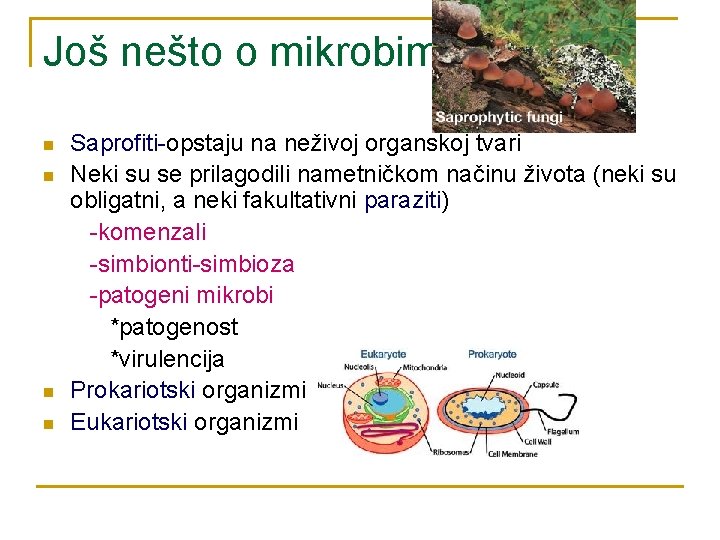Još nešto o mikrobima n n Saprofiti-opstaju na neživoj organskoj tvari Neki su se