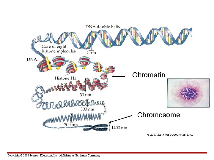 Chromatin Chromosome Copyright © 2003 Pearson Education, Inc. publishing as Benjamin Cummings 