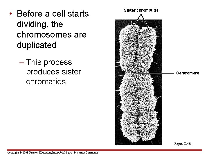  • Before a cell starts dividing, the chromosomes are duplicated – This process