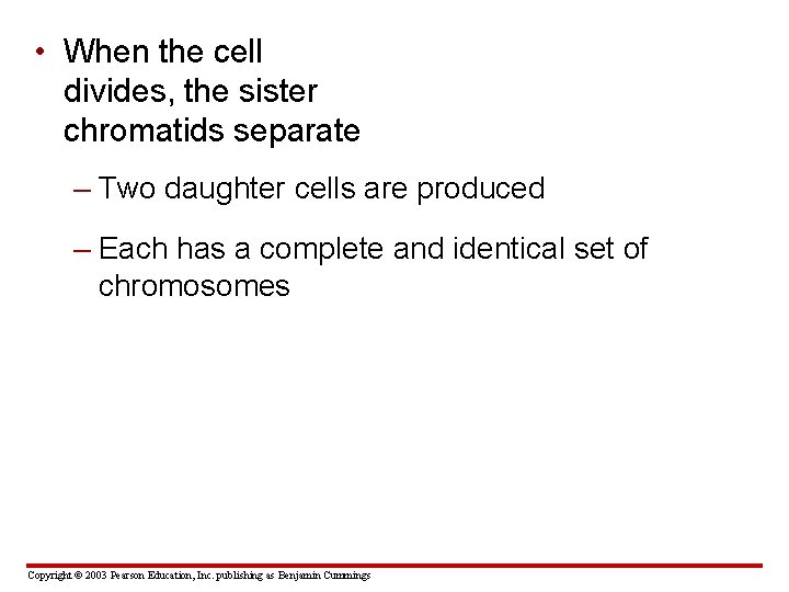  • When the cell divides, the sister chromatids separate – Two daughter cells