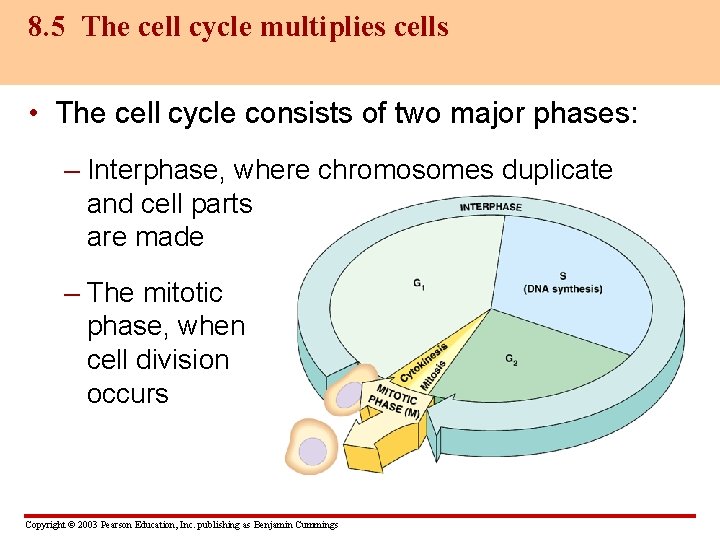 8. 5 The cell cycle multiplies cells • The cell cycle consists of two