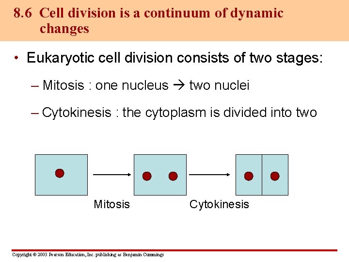 8. 6 Cell division is a continuum of dynamic changes • Eukaryotic cell division