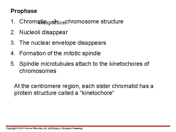 Prophase 1. Chromatin chromosome structure compaction 2. Nucleoli disappear 3. The nuclear envelope disappears