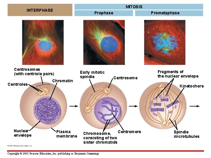 MITOSIS INTERPHASE Prophase Centrosomes (with centriole pairs) Centrioles Nuclear envelope Chromatin Early mitotic spindle