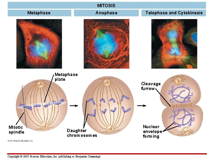 MITOSIS Anaphase Metaphase plate Mitotic spindle Daughter chromosomes Copyright © 2003 Pearson Education, Inc.
