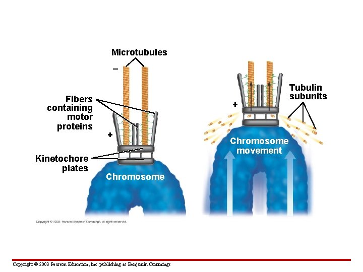 Microtubules – Fibers containing motor proteins Kinetochore plates + + Chromosome Copyright © 2003