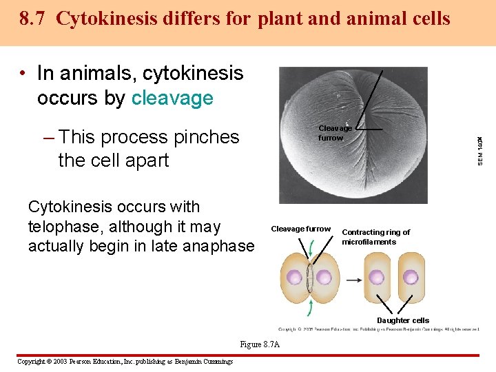 8. 7 Cytokinesis differs for plant and animal cells • In animals, cytokinesis occurs